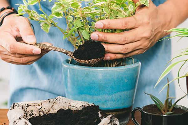 کدام گیاهان از تفاله قهوه آسیب میبینند